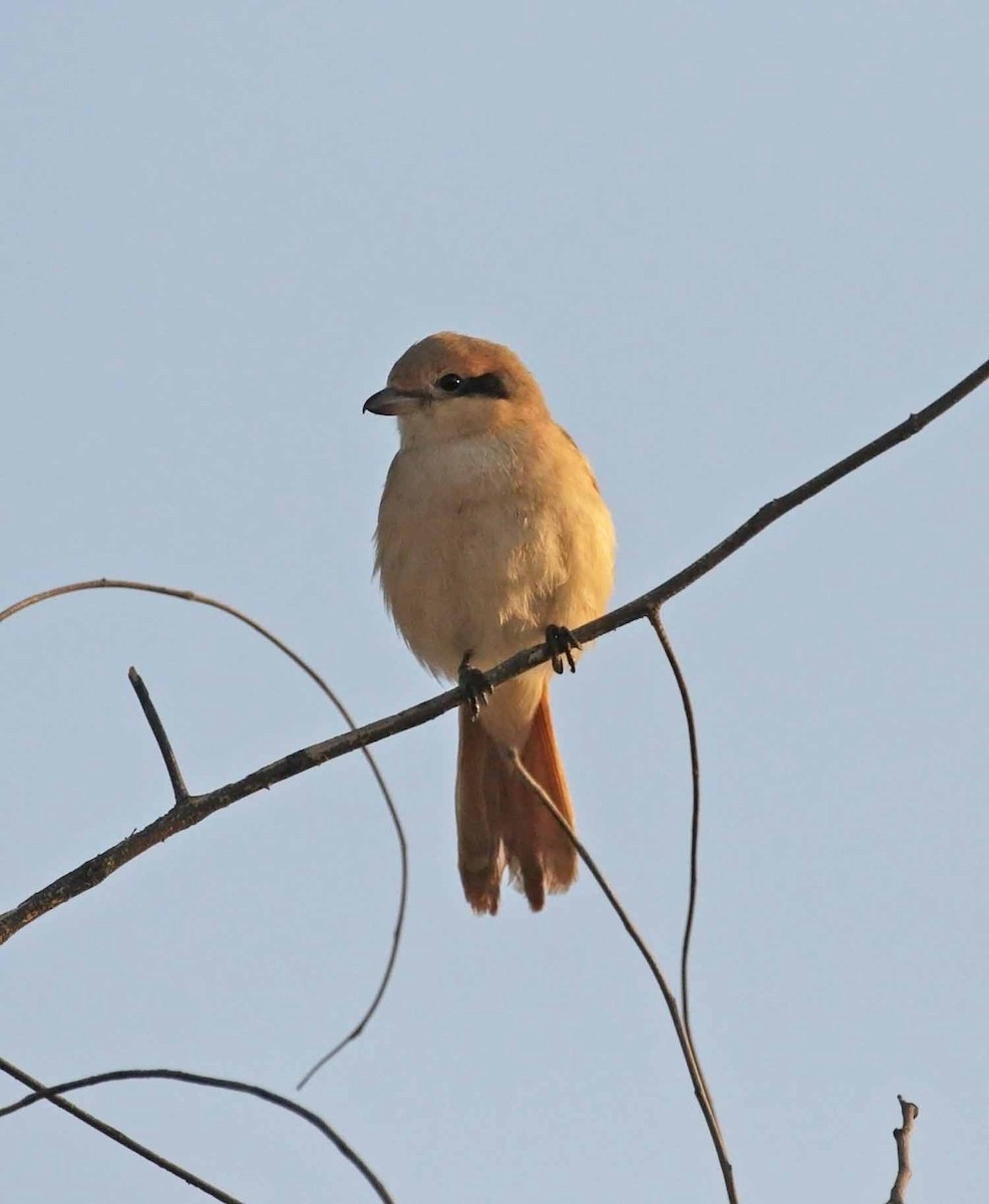 Alcaudón Isabel - ML646411595