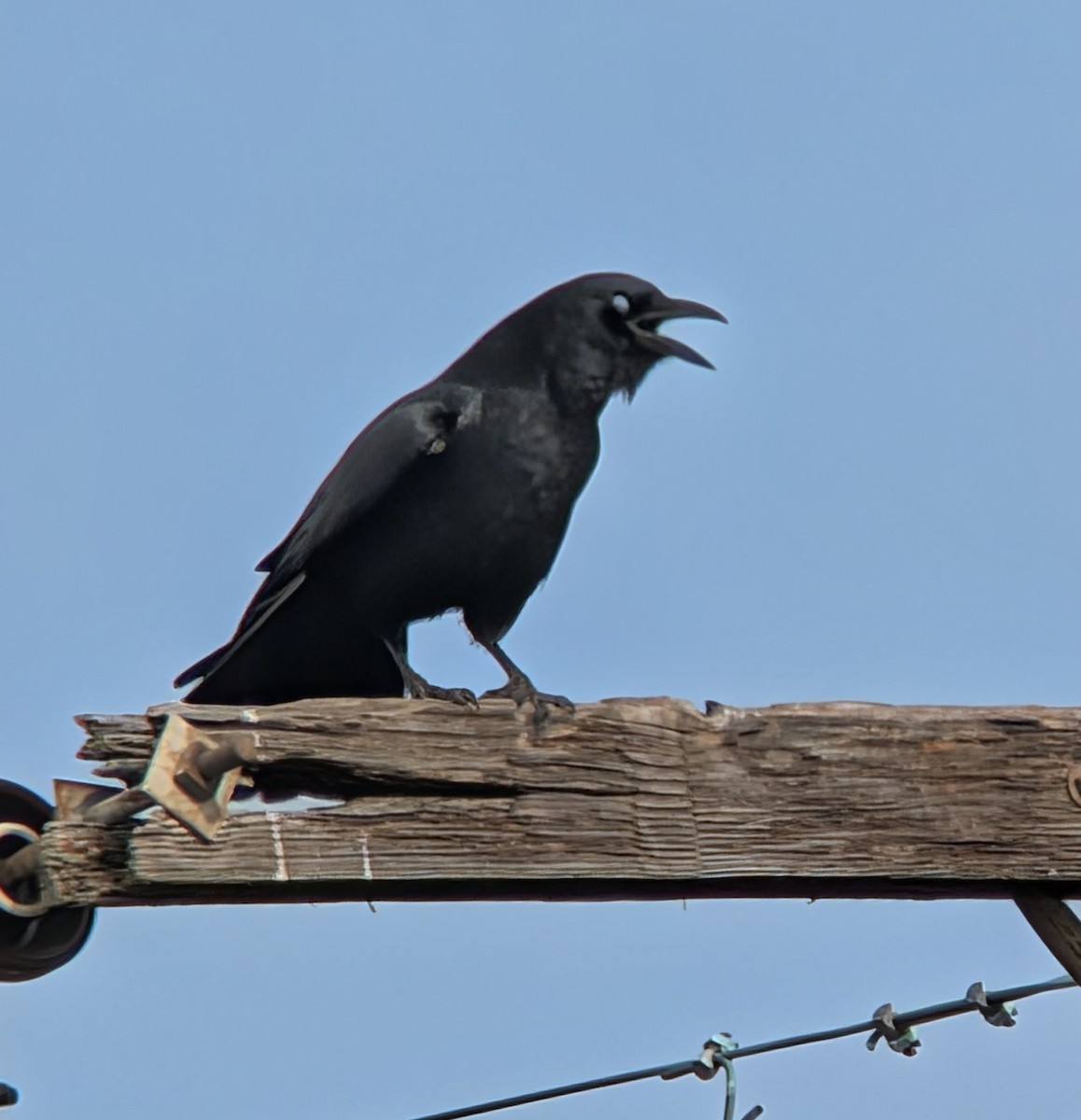 American Crow - ML646411596