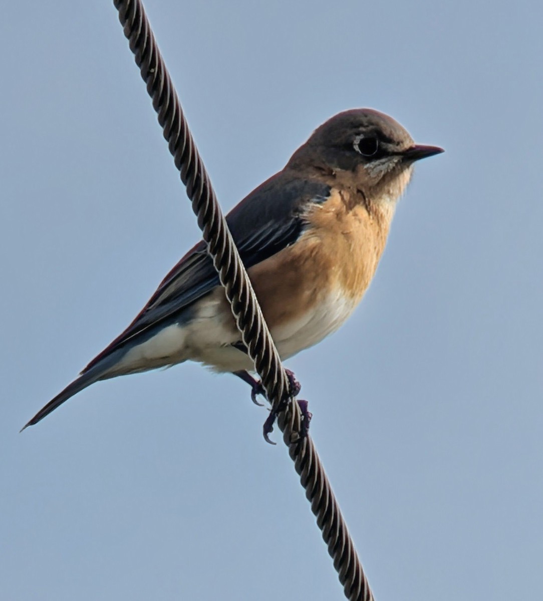 Azulejo Oriental - ML646411597