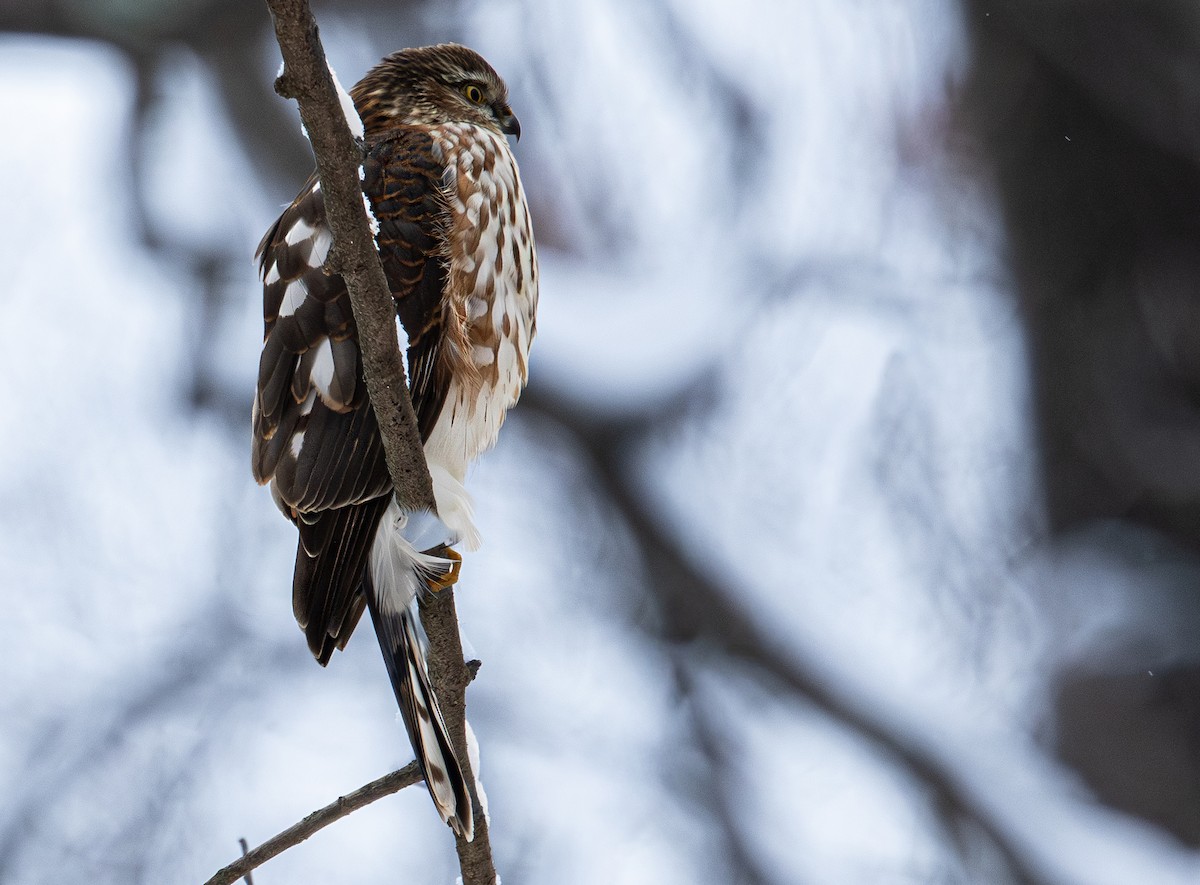 Gavilán Americano - ML646411602
