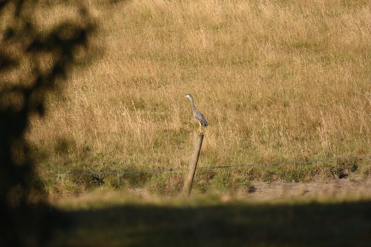 Garceta Cariblanca - ML646411603
