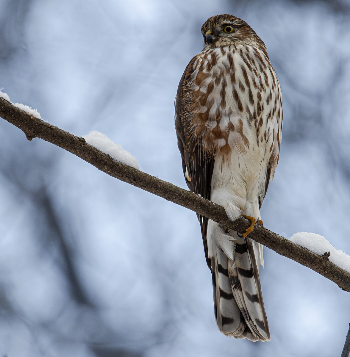 Gavilán Americano - ML646411604