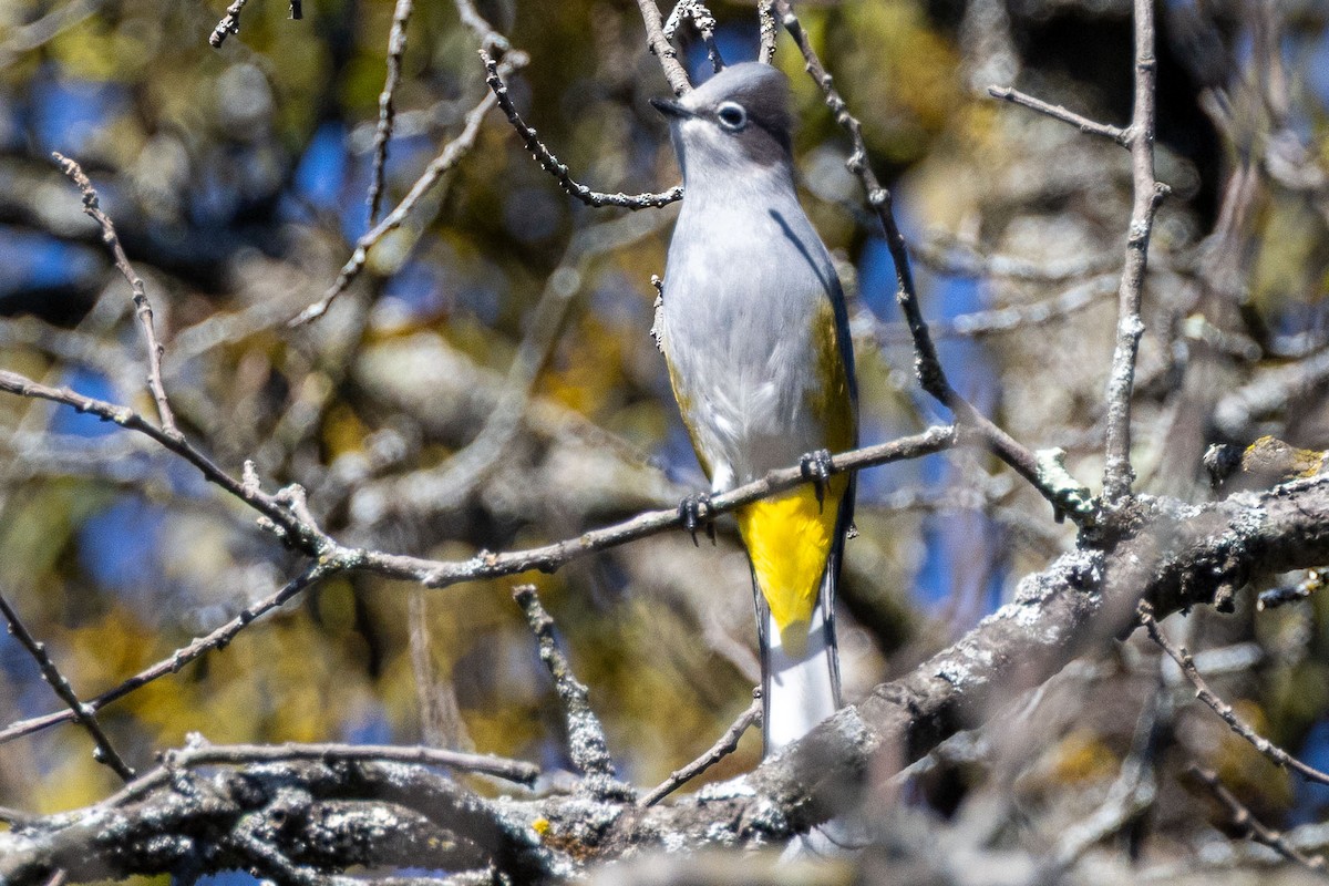 Capulinero Gris - ML646411606