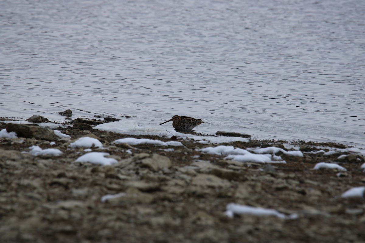 Agachadiza de Wilson - ML646411607