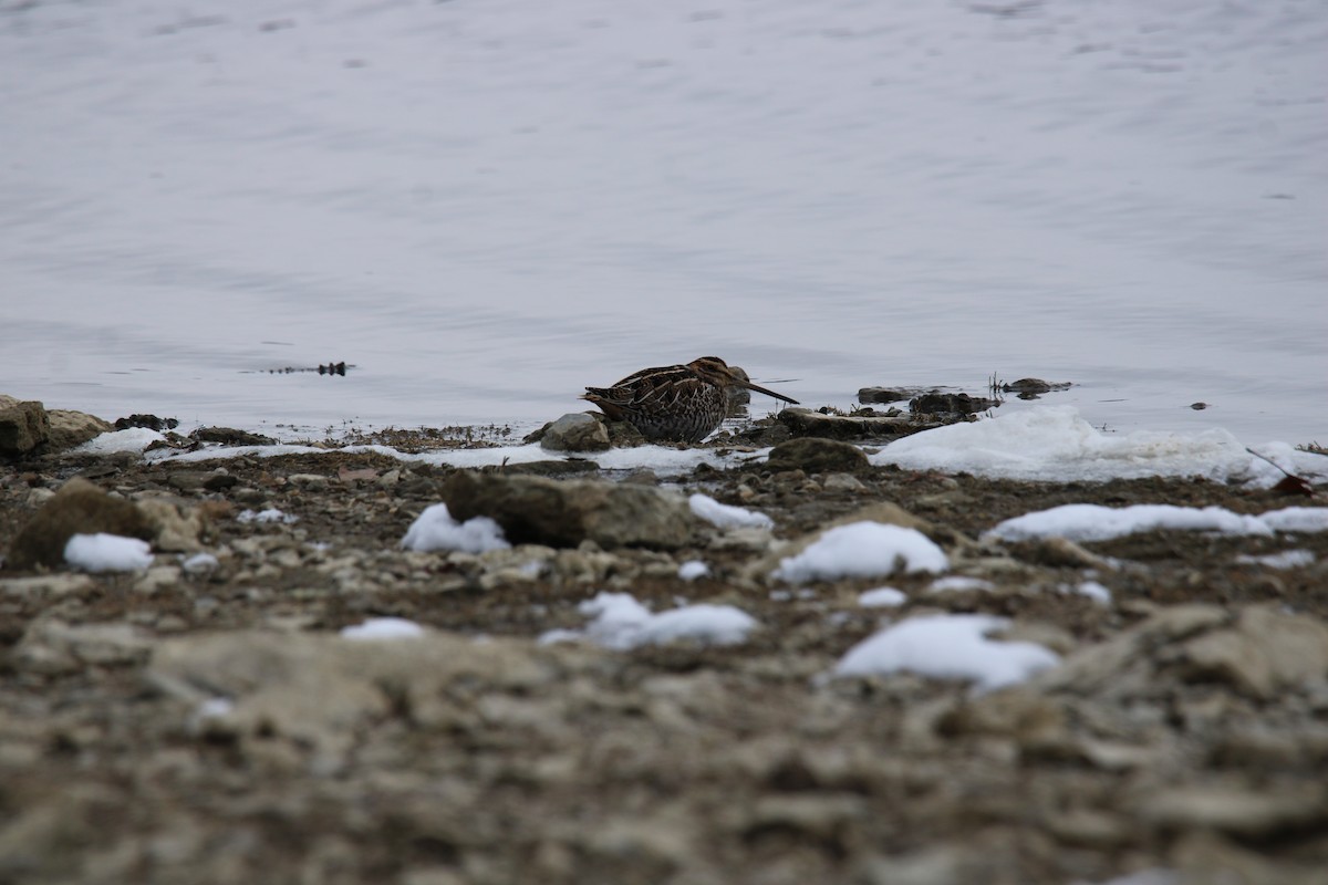 Agachadiza de Wilson - ML646411608