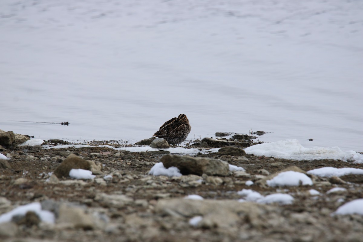 Agachadiza de Wilson - ML646411609