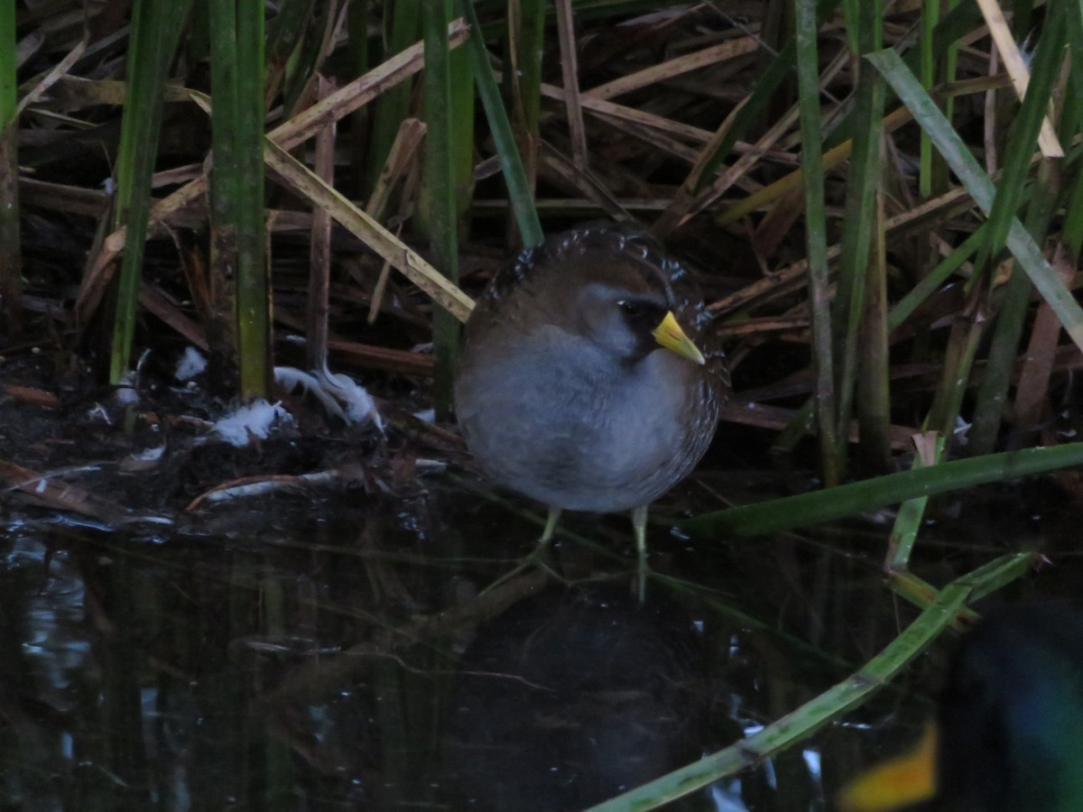 Polluela Sora - ML646411610