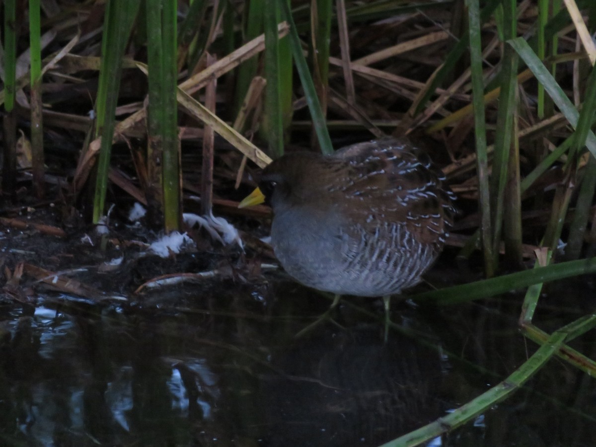 Polluela Sora - ML646411611