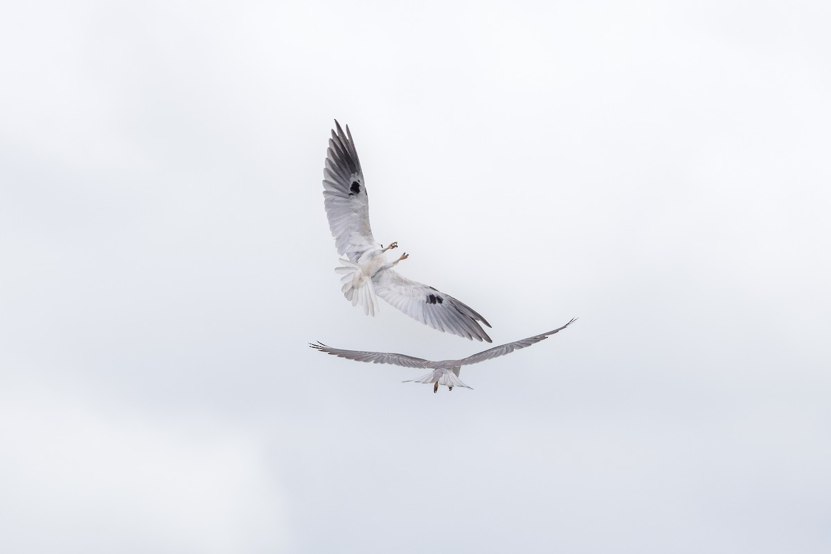 Elanio Maromero - ML646411612