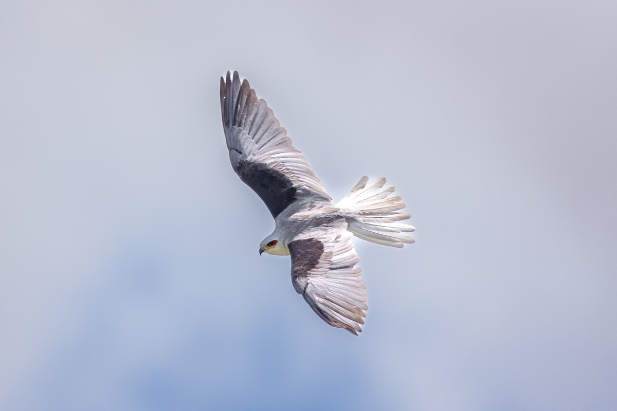 Elanio Maromero - ML646411613