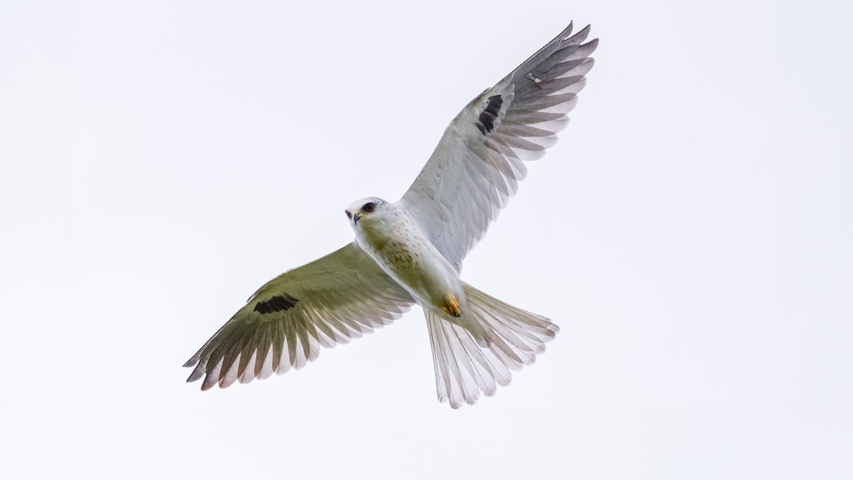 Elanio Maromero - ML646411615