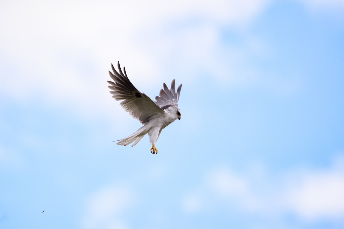 Elanio Maromero - ML646411616