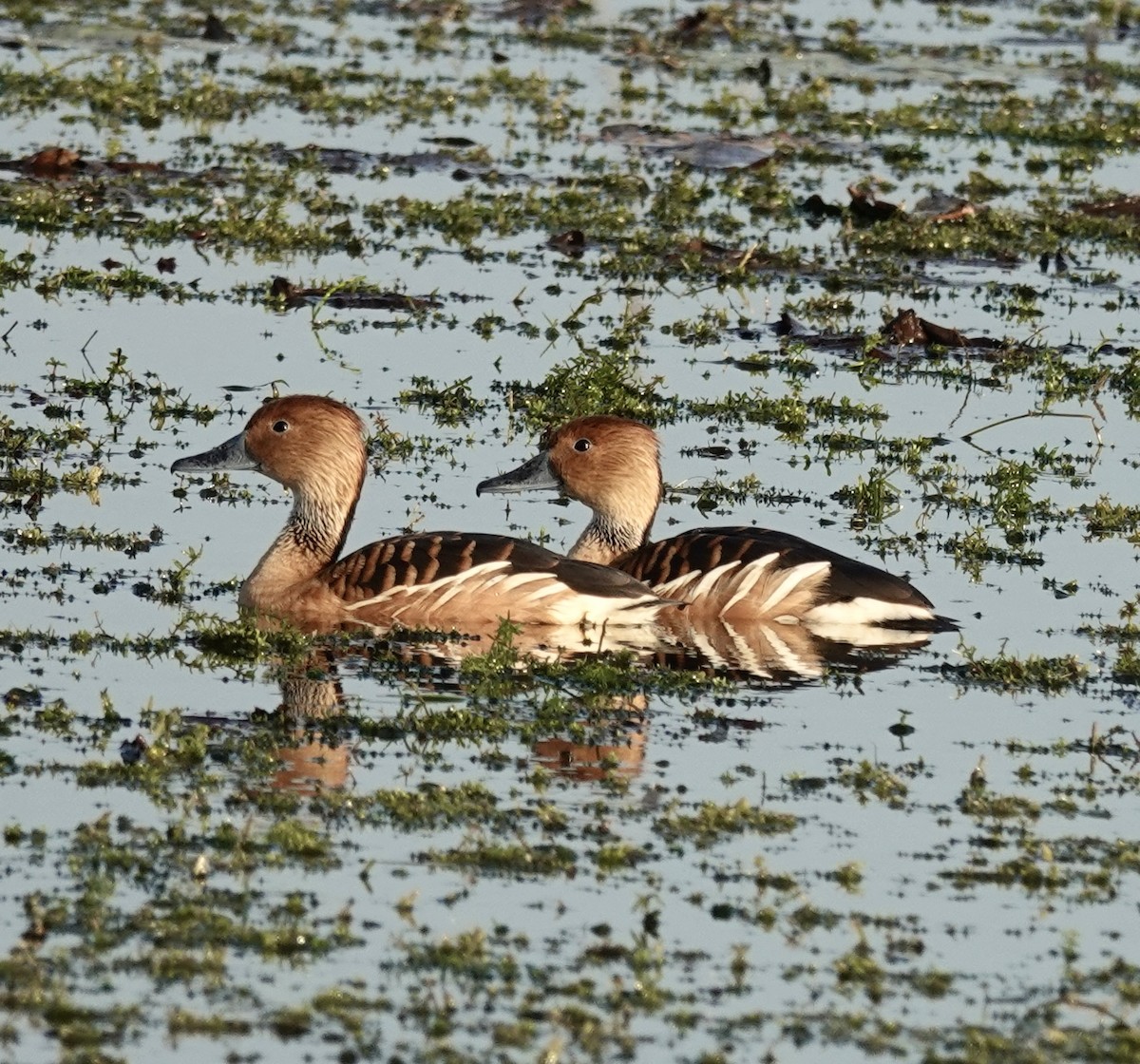 Suirirí Bicolor - ML646411625