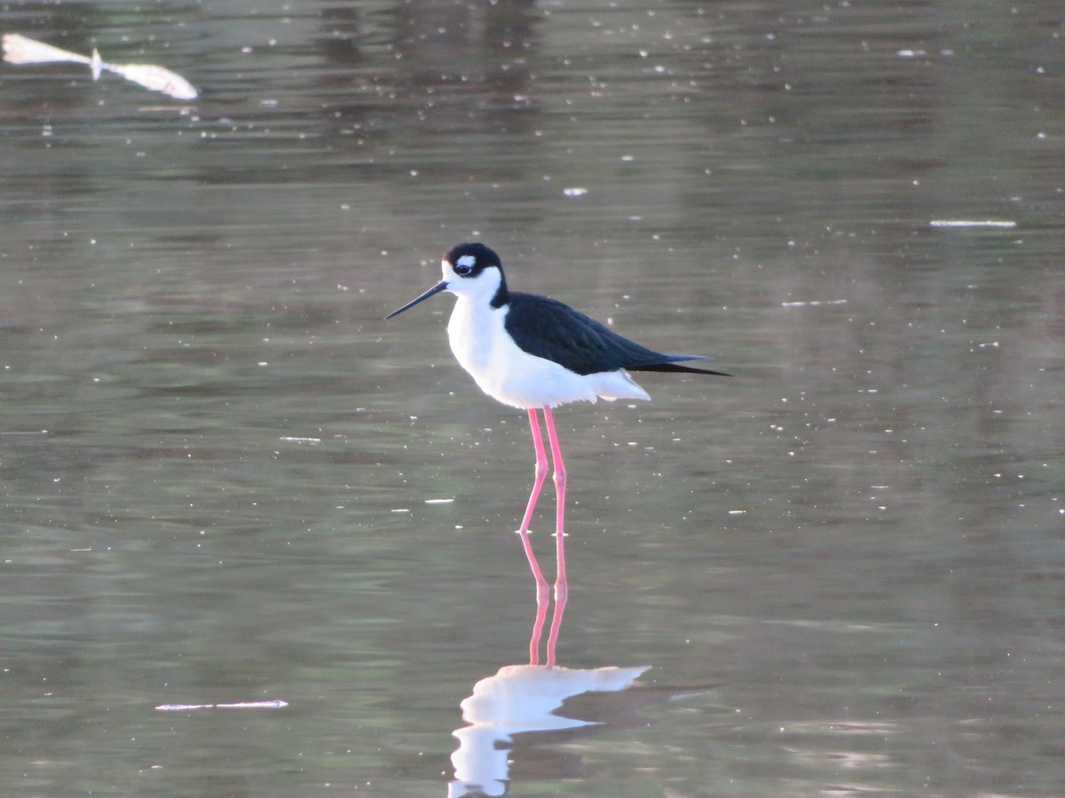 Cigüeñuela Cuellinegra - ML646411627