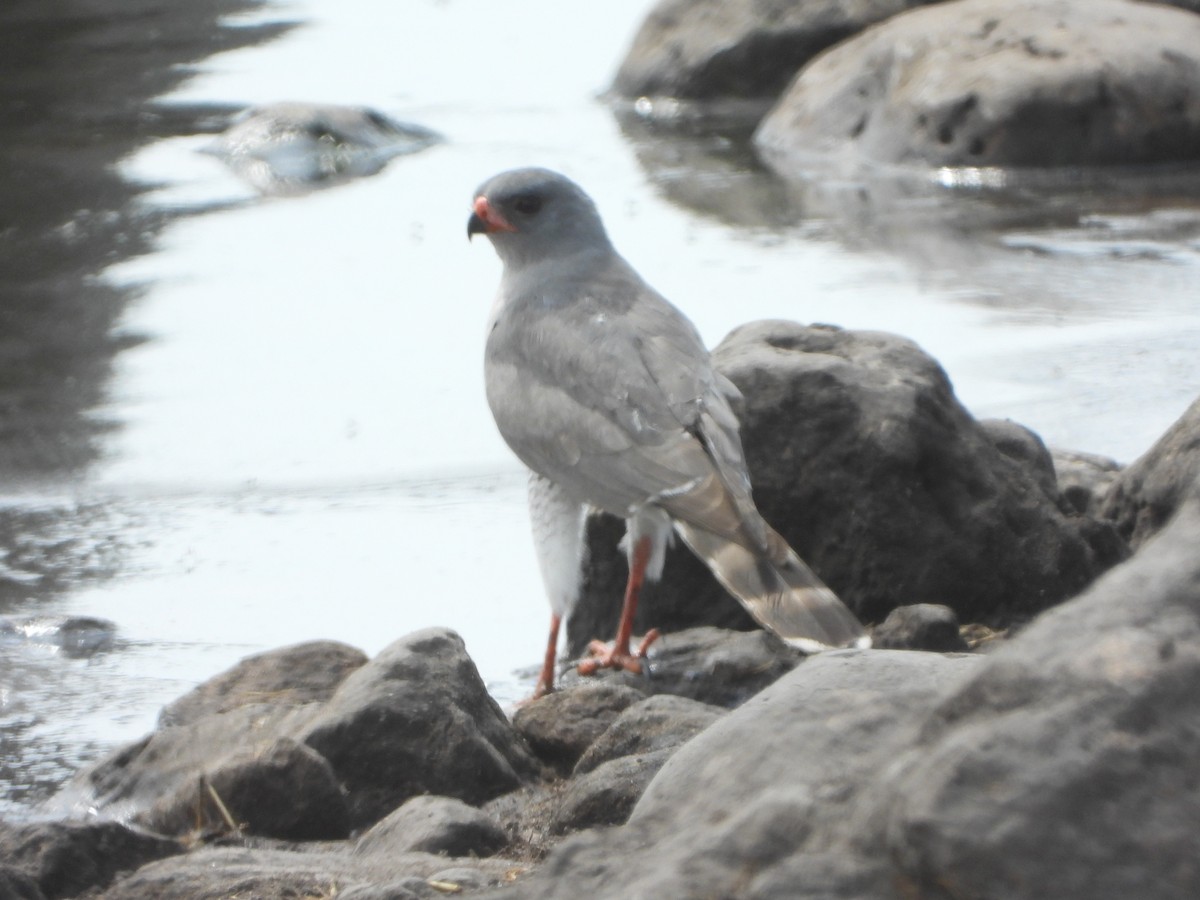 Gavilán Gabar - ML646411629