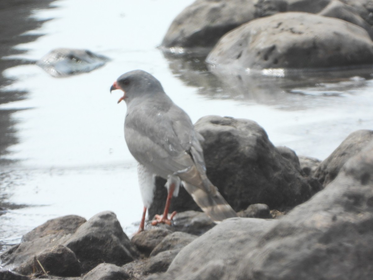 Gavilán Gabar - ML646411630