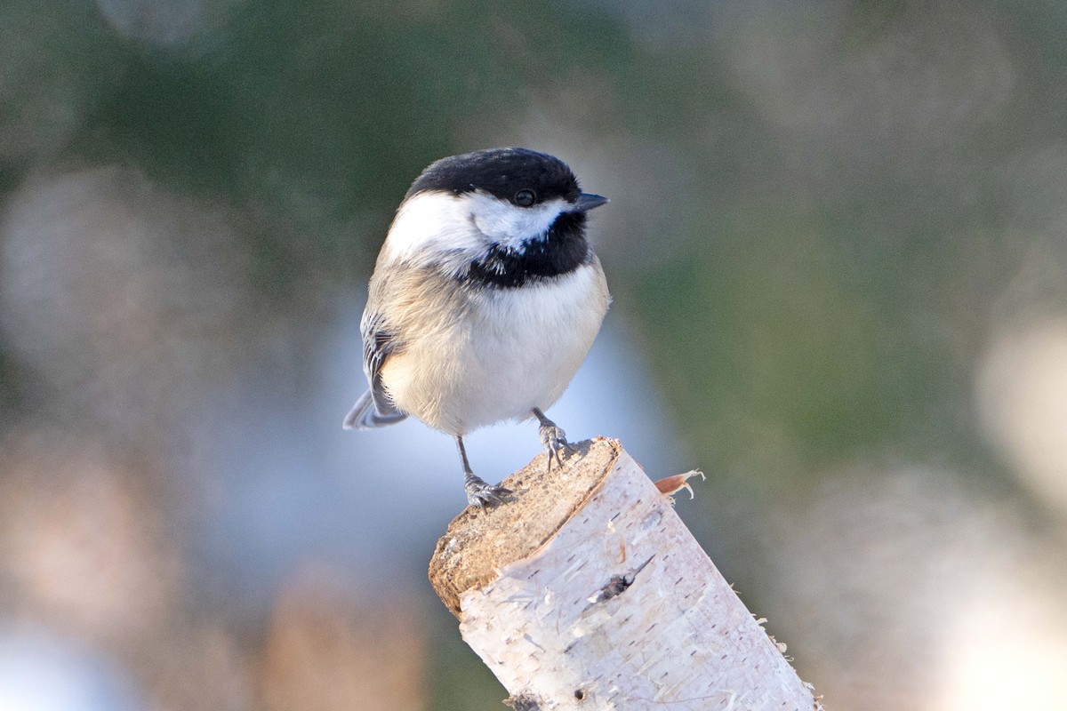 Carbonero Cabecinegro - ML646411631