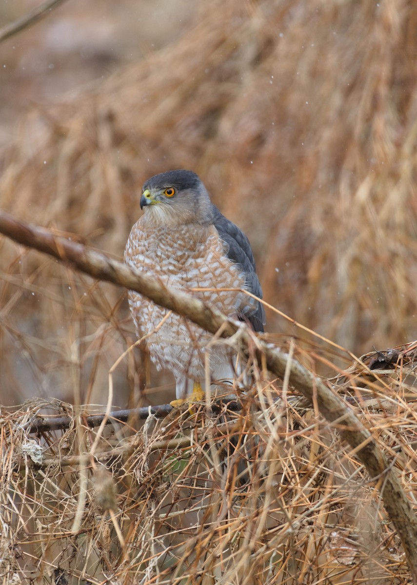 Gavilán de Cooper - ML646411632