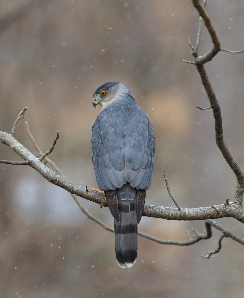 Gavilán de Cooper - ML646411633