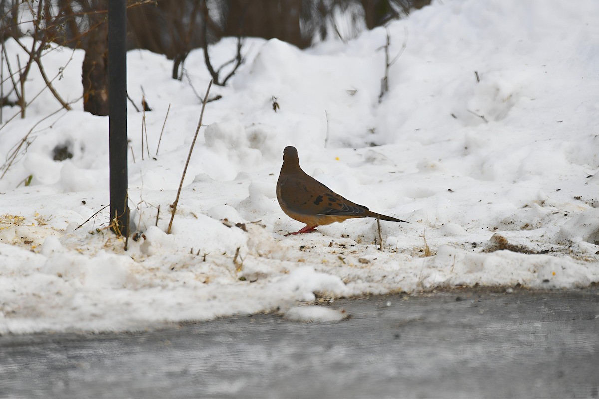 Zenaida Huilota - ML646411634