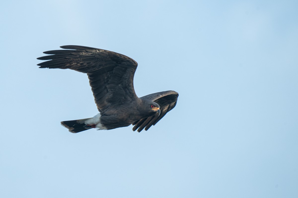 Caracolero Común - ML646411635