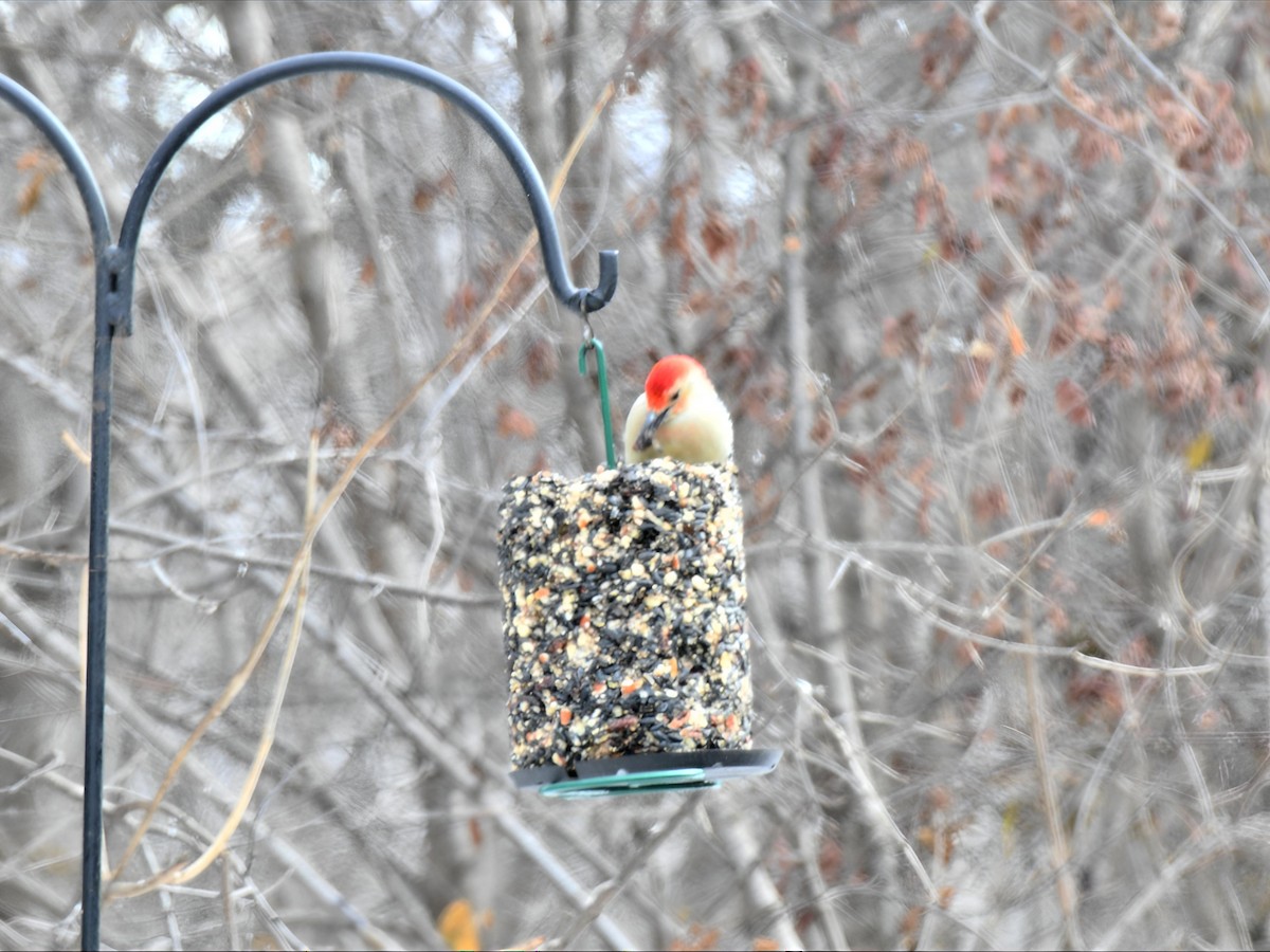 Carpintero de Carolina - ML646411645