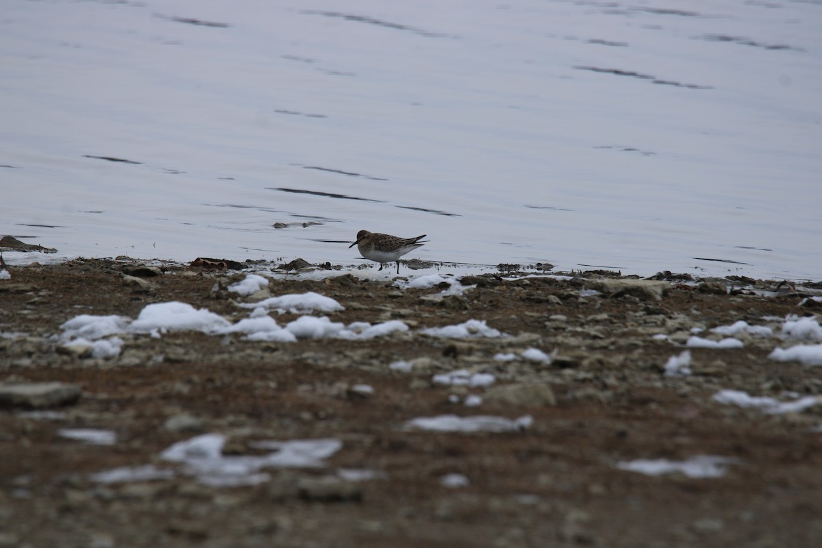 Correlimos de Baird - ML646411646