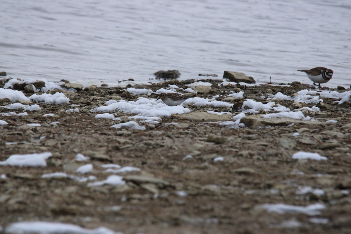 Correlimos de Baird - ML646411648