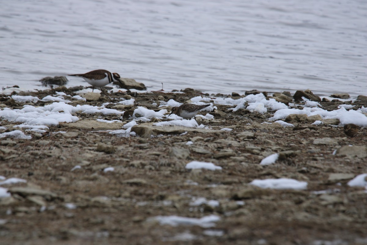 Correlimos de Baird - ML646411649