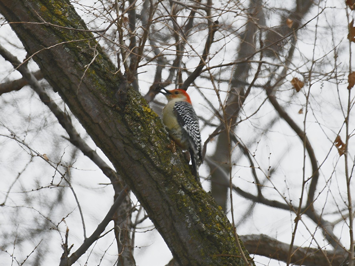 Carpintero de Carolina - ML646411650
