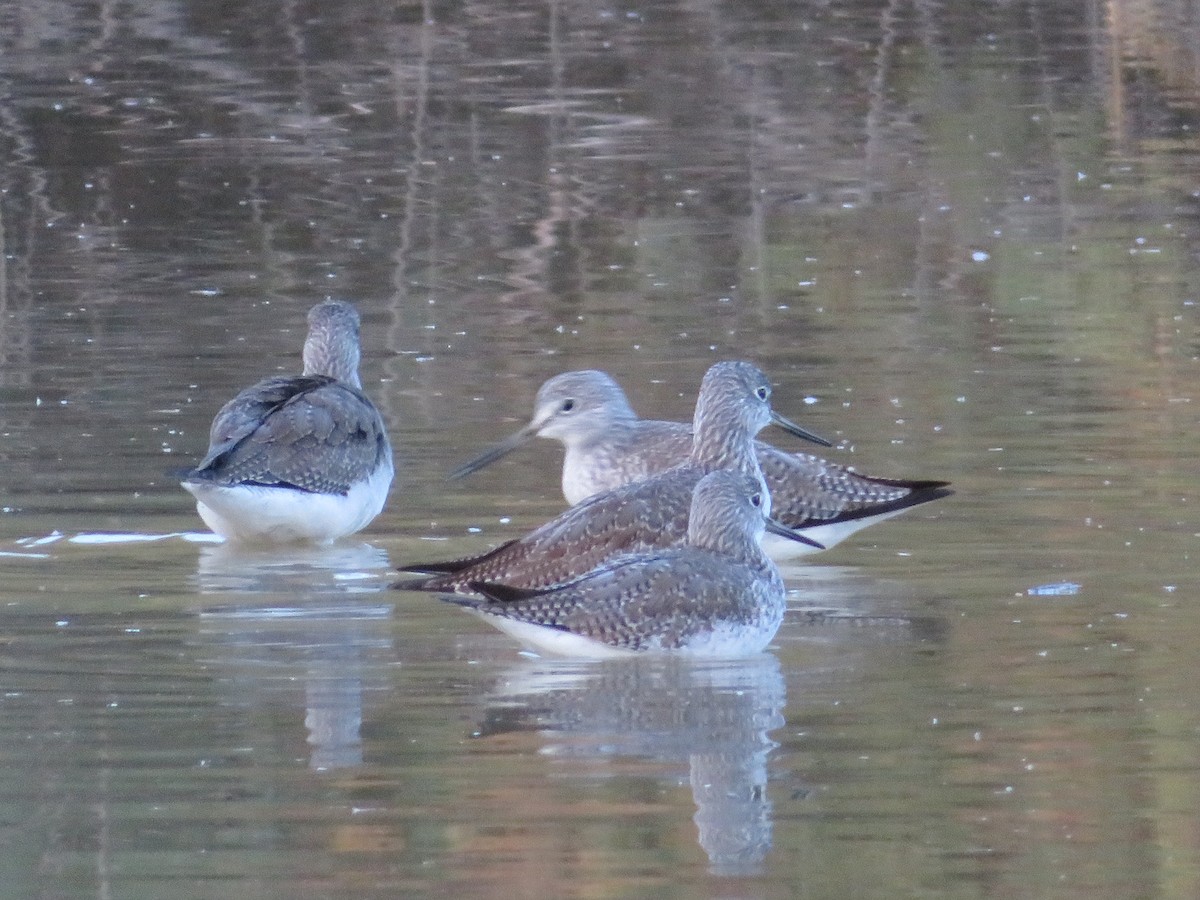 Archibebe Patigualdo Grande - ML646411651