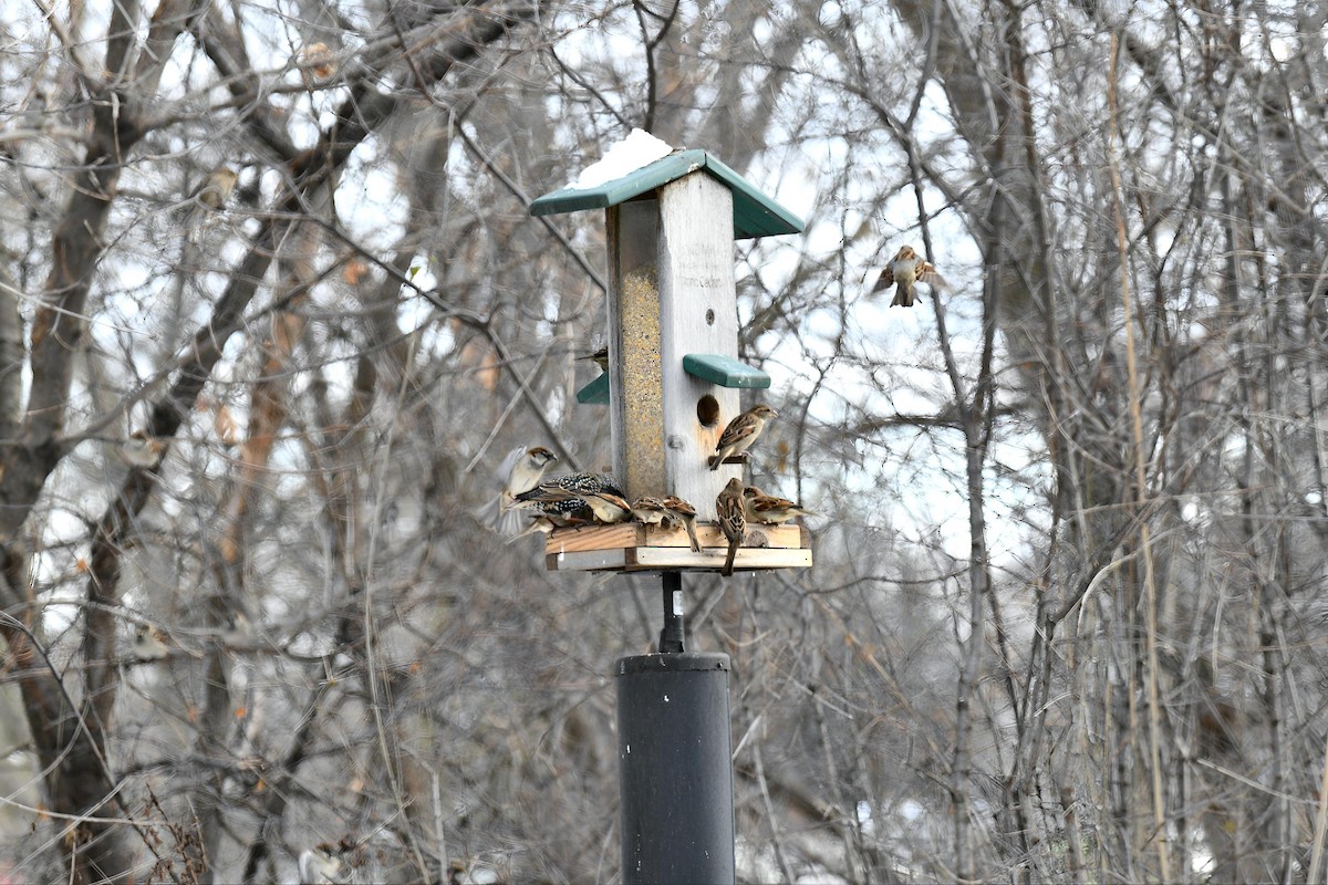 House Sparrow - ML646411653