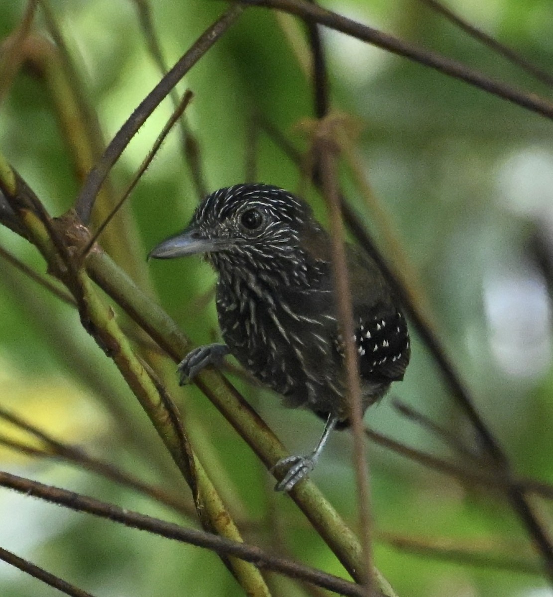 Black-hooded Antshrike - ML646411654