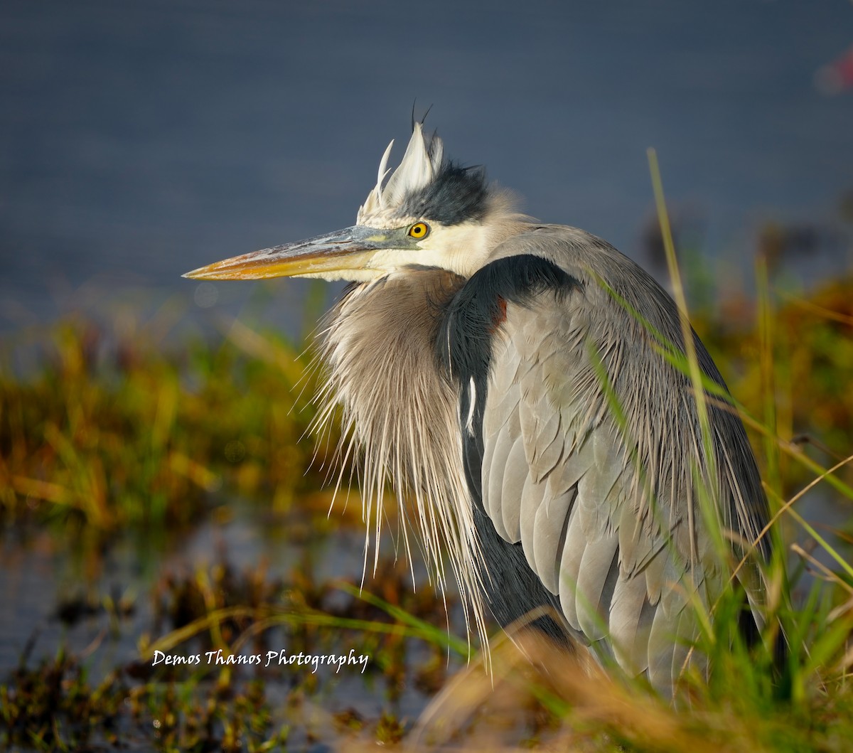 Great Blue Heron - ML646411655