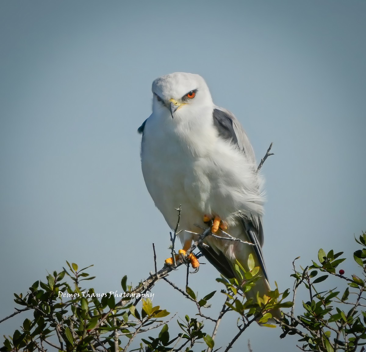 White-tailed Kite - ML646411656