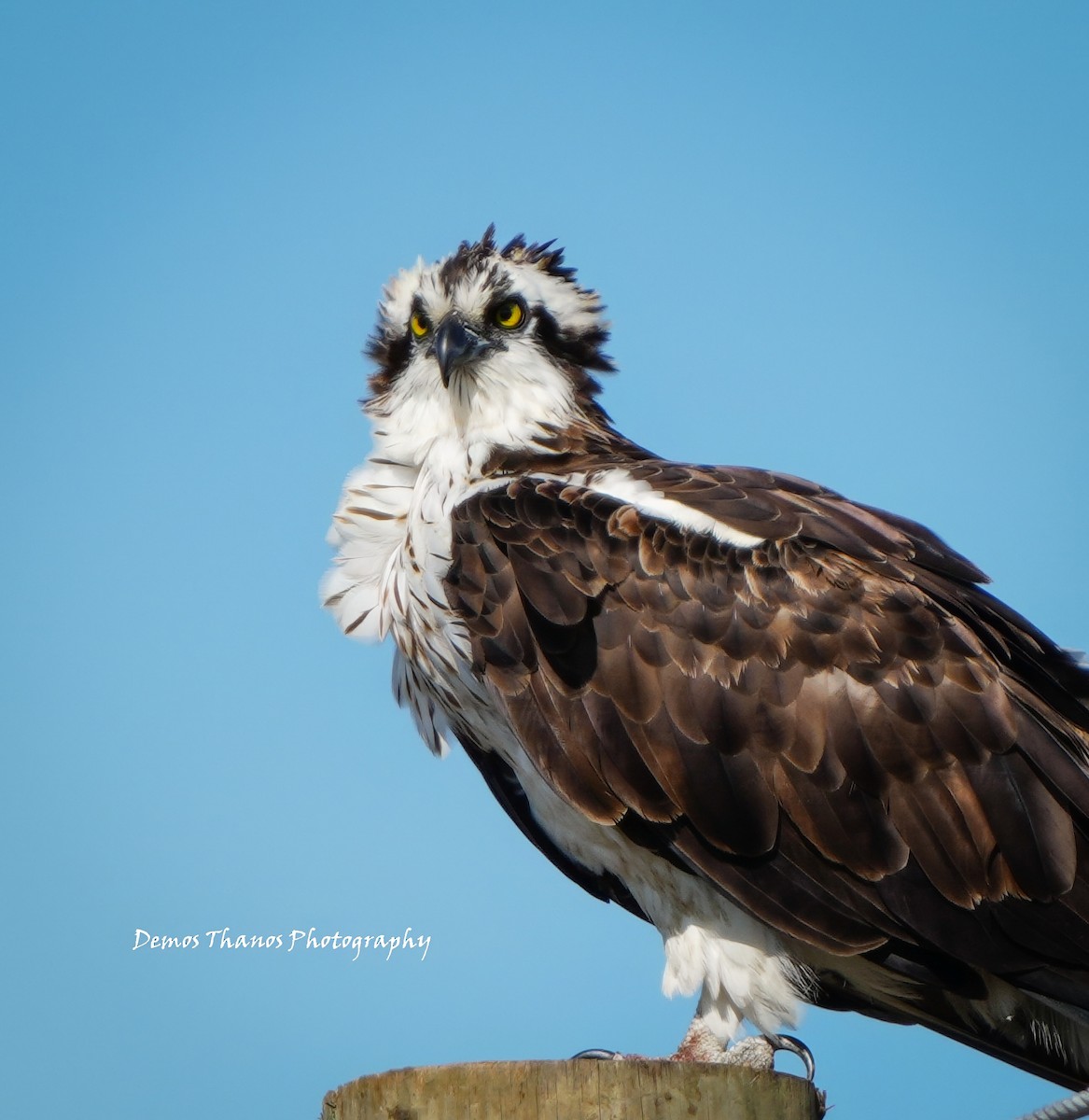 Osprey - ML646411657
