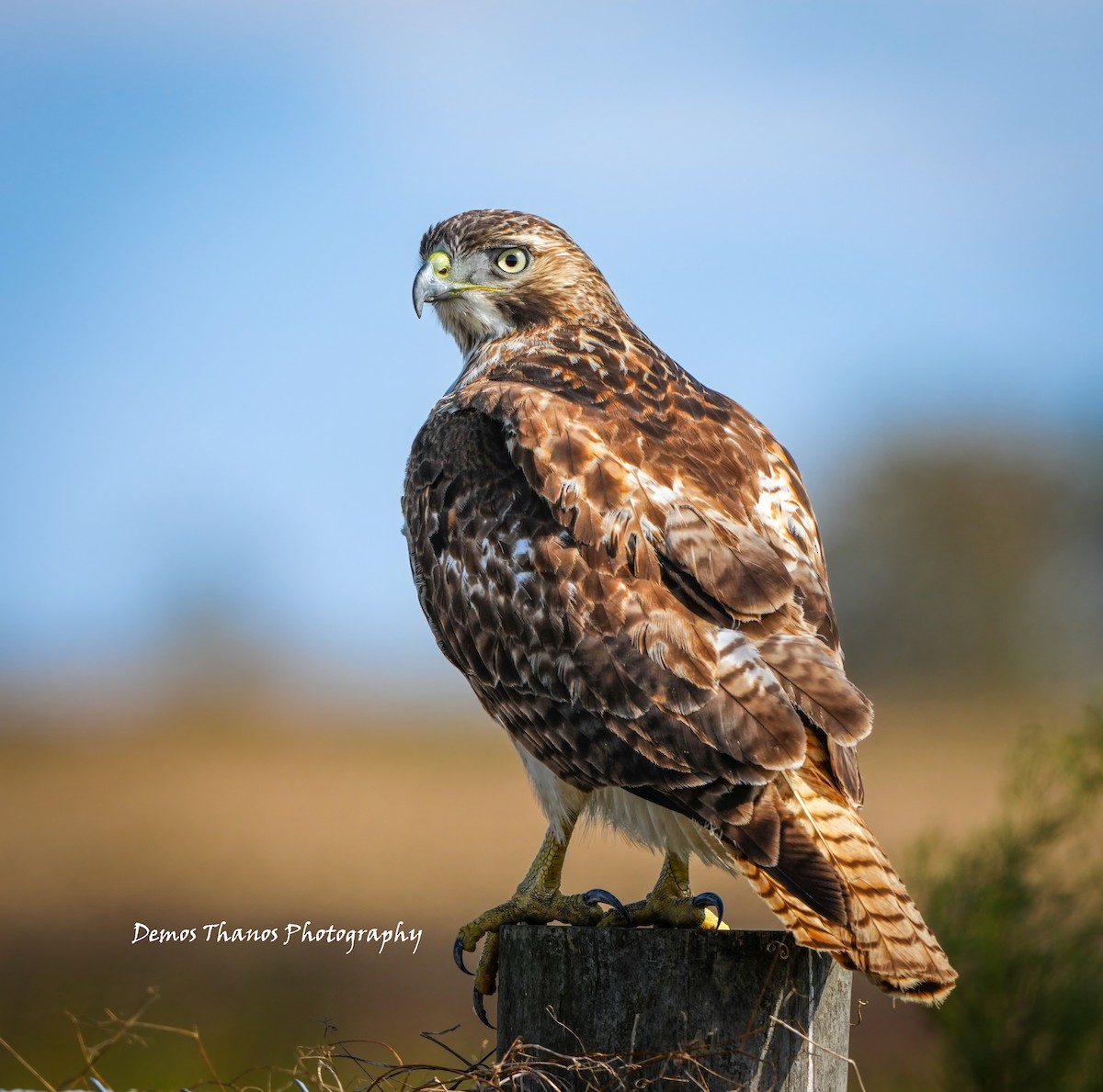 Red-tailed Hawk - ML646411658