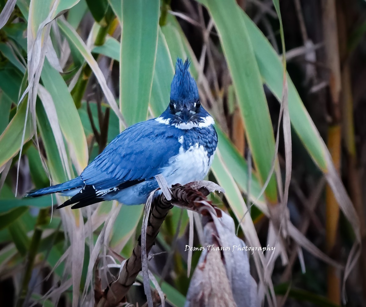 Belted Kingfisher - ML646411659