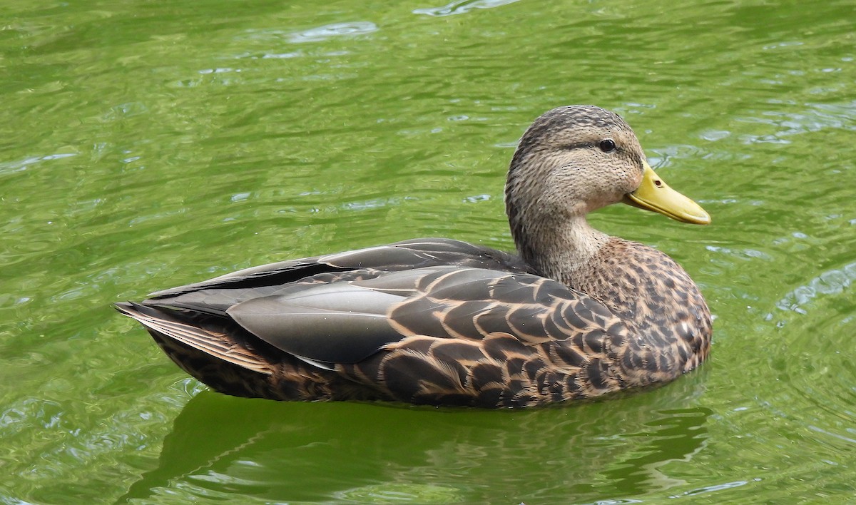 Mexican Duck - ML646411660