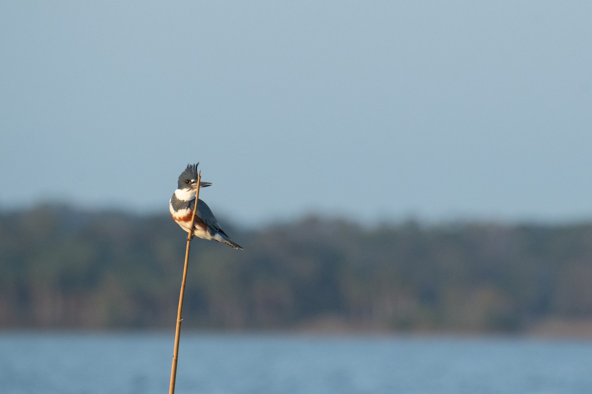 Belted Kingfisher - ML646411663
