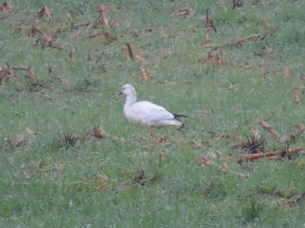 Гусь Росса - ML646411664