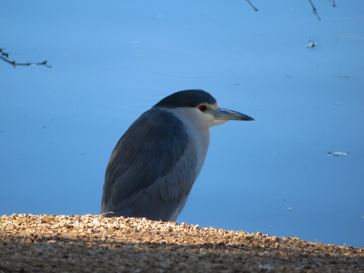 Black-crowned Night Heron - ML646411666