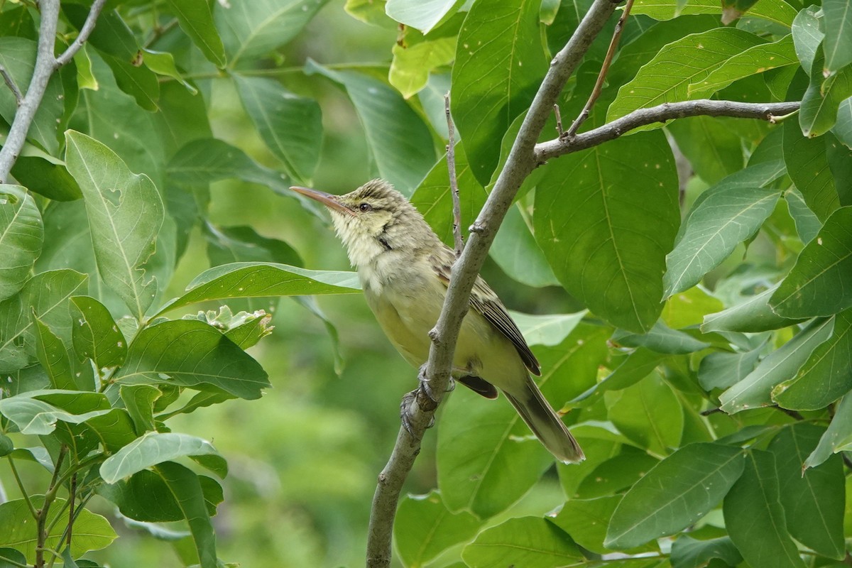 rákosník markézský - ML646411667