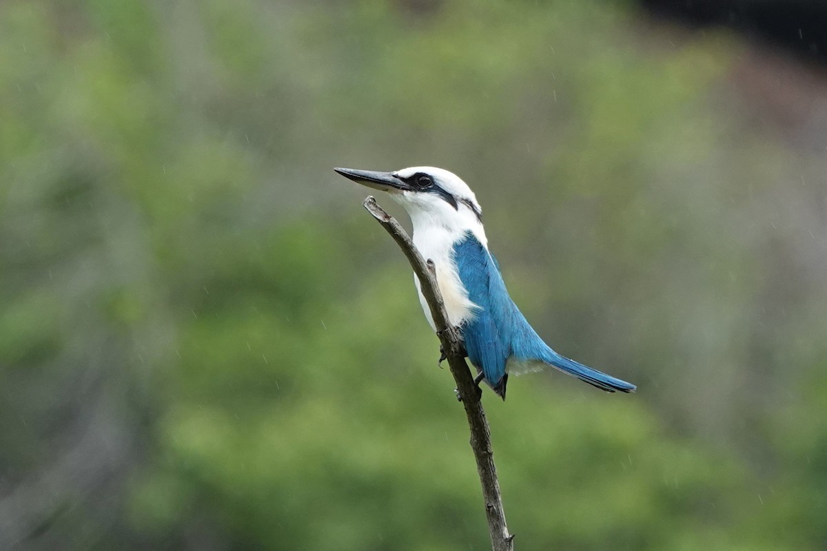 ledňáček markézský - ML646411670