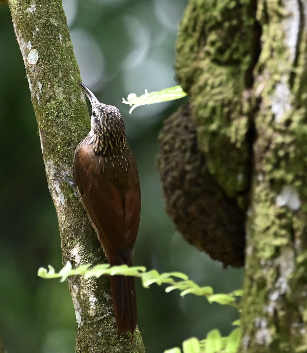 Cocoa Woodcreeper - ML646411671
