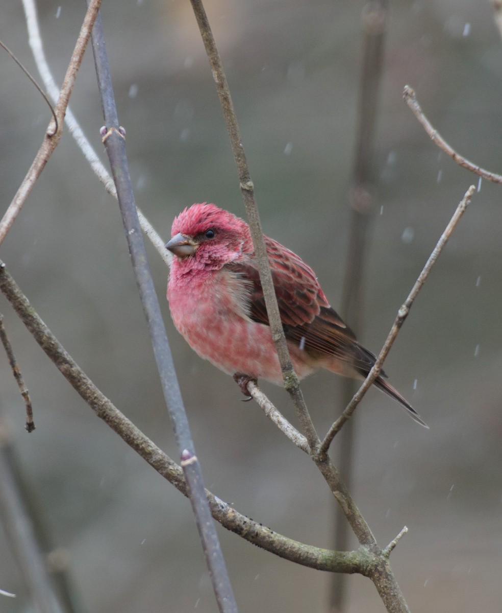 Purple Finch - ML646411672