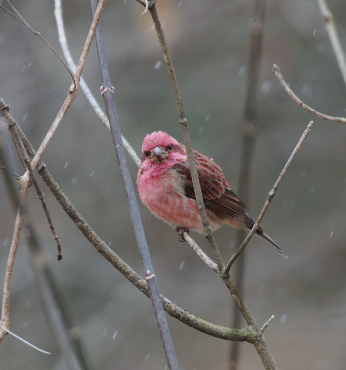 Purple Finch - ML646411673