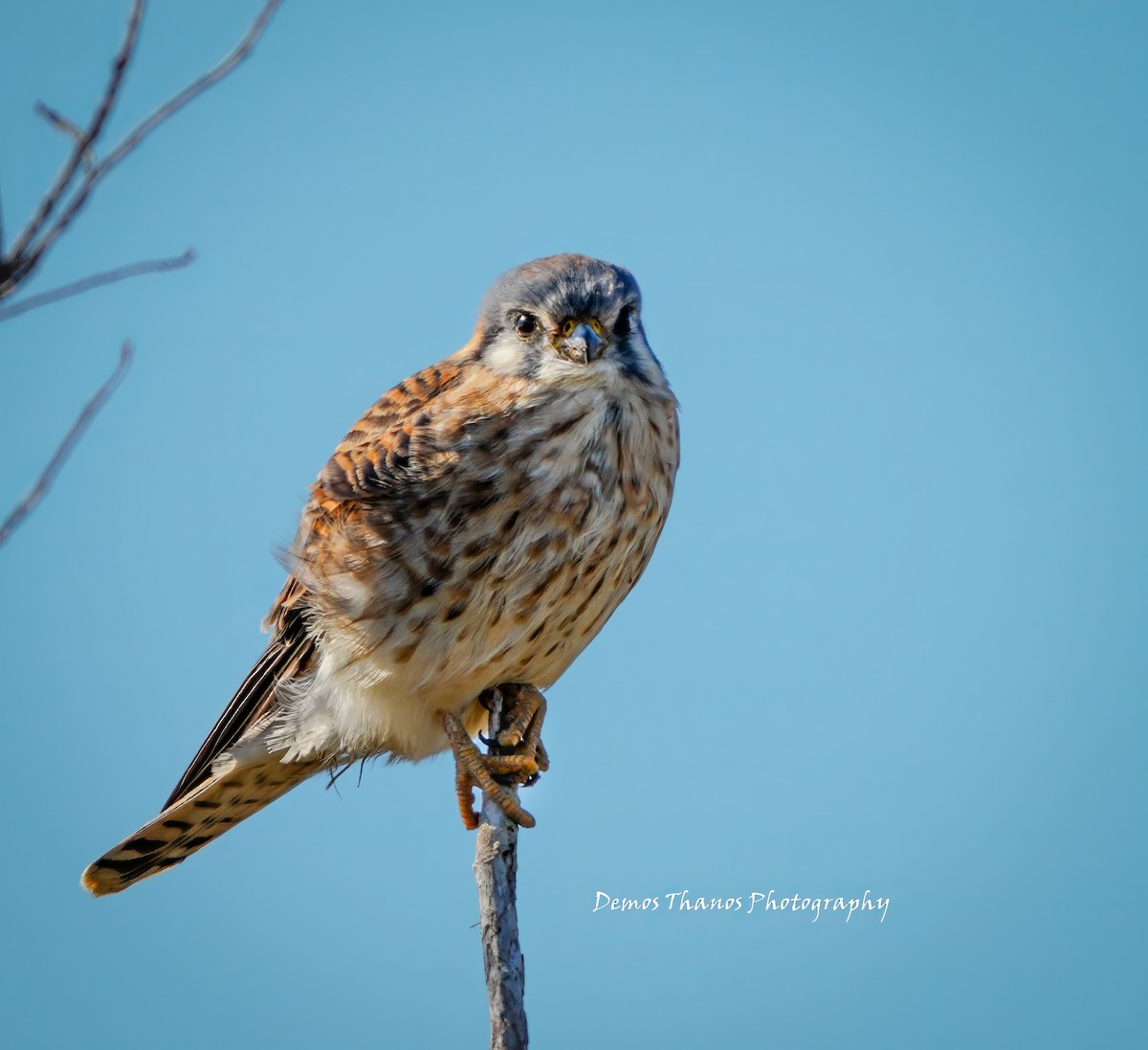 American Kestrel - ML646411674