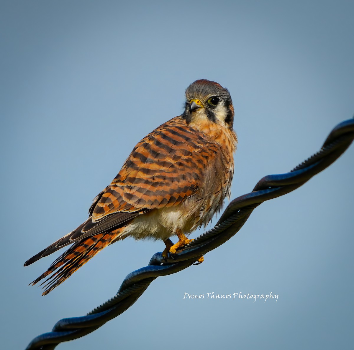 American Kestrel - ML646411675