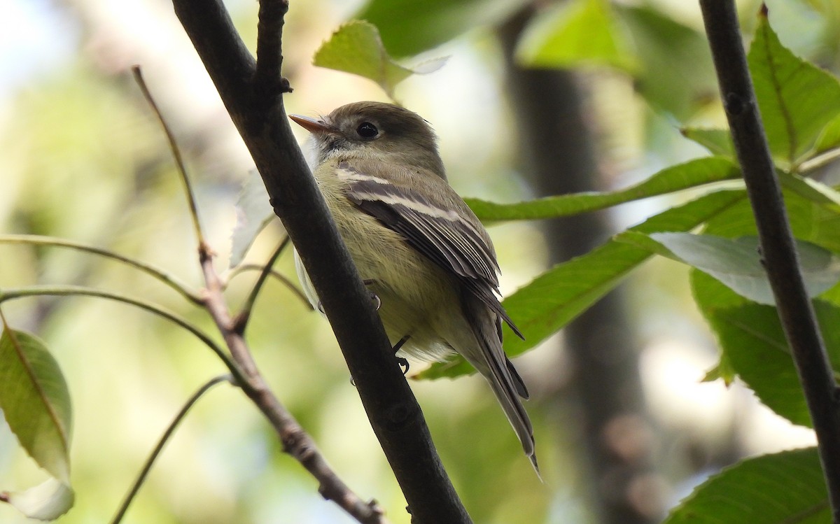 Hammond's Flycatcher - ML646411677